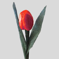 Tulipano rosso